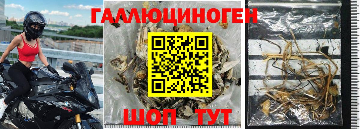 Галлюциногенные грибы GOLDEN TEACHER  Вход с VPN  Шали  Галлюциногенные грибы Psilocybe 